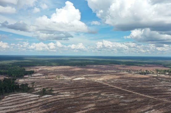 Torfmoor auf Borneo