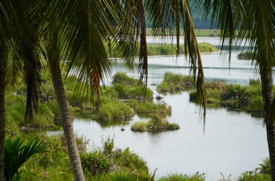 Blick auf das Ökosystem Paya Nie, Sumatra
