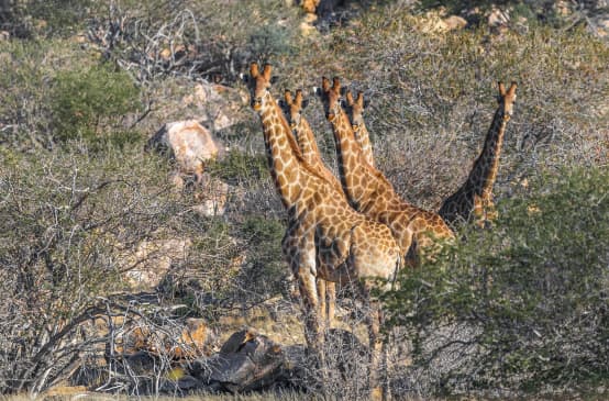 Giraffen