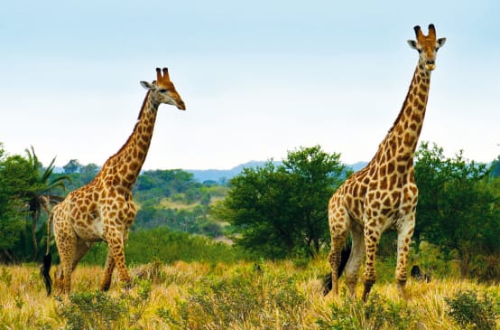 Giraffen in Südafrika