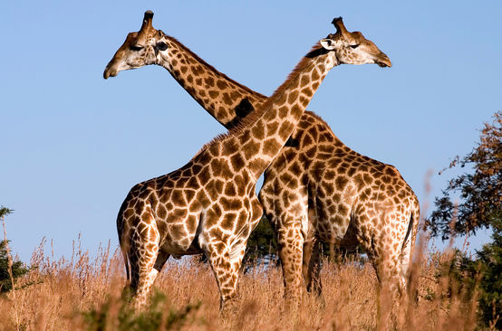 Giraffen