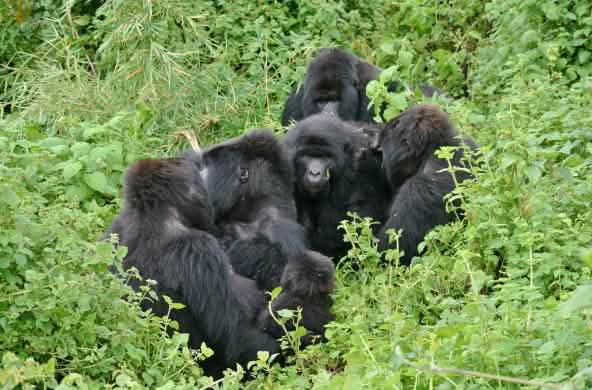 Gorillas im Virunga Nationalpark, November 2021