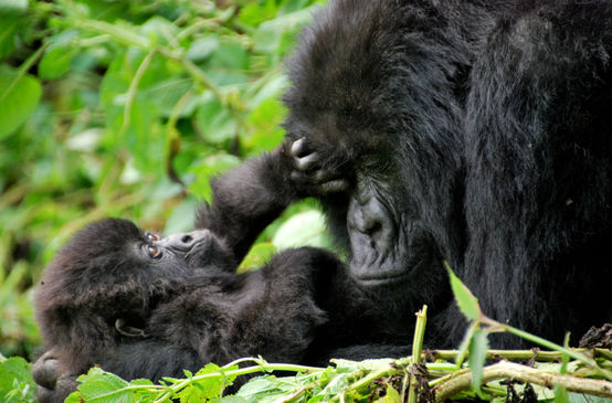 Gorilla-Mutter schmust mit Baby