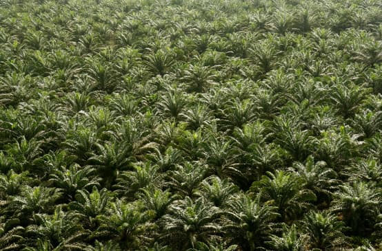 Blick auf Palmölplantage