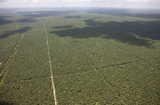 Luftaufnahme von sich bis zum Horizont ausdehnenden Ölpalmplantagen