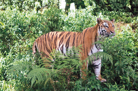 Sumatra-Tiger