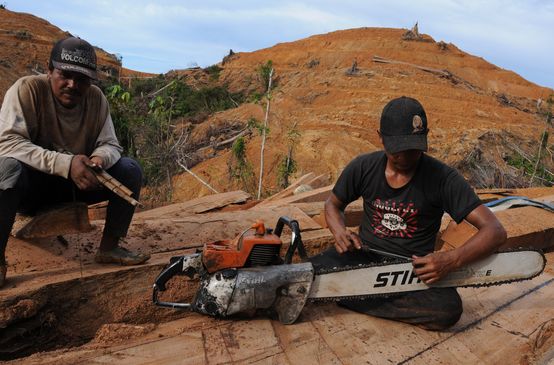 Holzfäller auf Borneo mit Motorsäge von Stihl