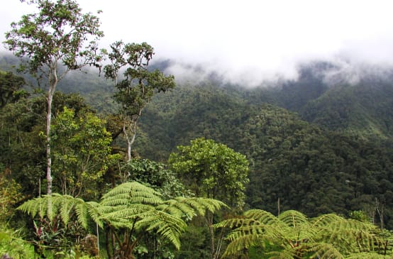 Wolken verhangener Bergregenwald bei Junin im Intag im Norden Ecuadors