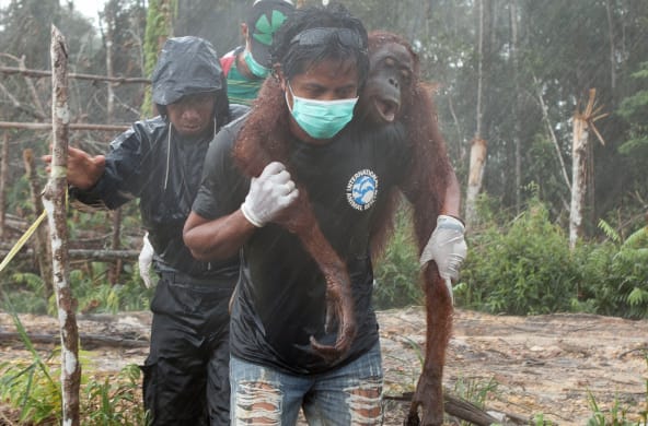 Helfer trägt verletzten Orang-Utan