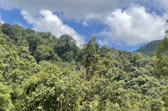 Regenwald in Indonesien