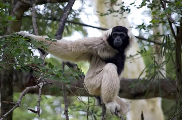 Gibbon sitzt auf einem dicke Ast und schaut in die Kamera