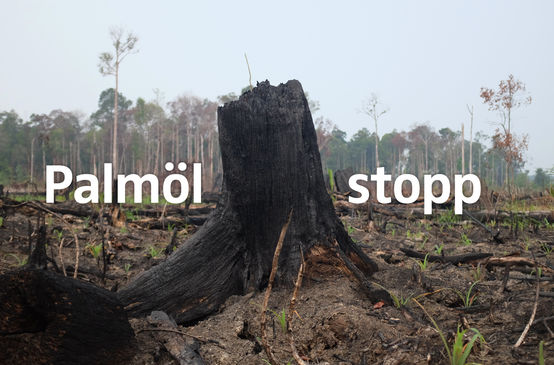 Waldbrand Indonesien - Palmöl stopp