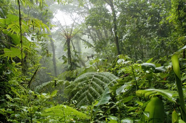 Nebelwald in Costa Rica