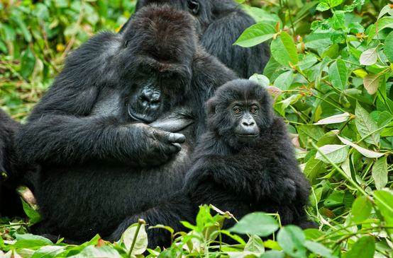 Gorilla mit Jungem