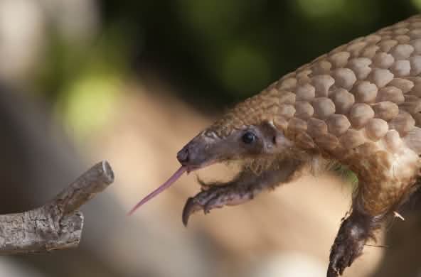 Pangolin