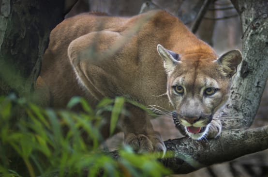 Ein Puma lauert auf einem Baumast