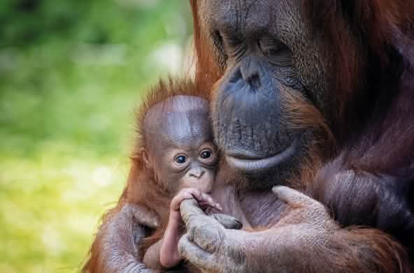 Orang-Utan-Mutter-Kind