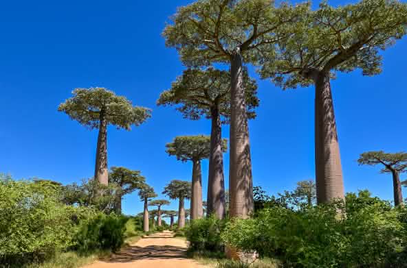 Baobab-Baumallee in Madagaskar