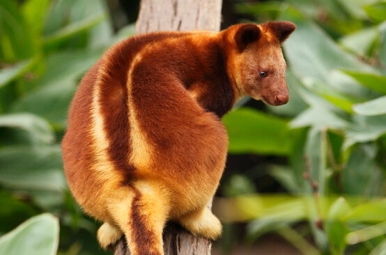 Baumkänguru in Papua
