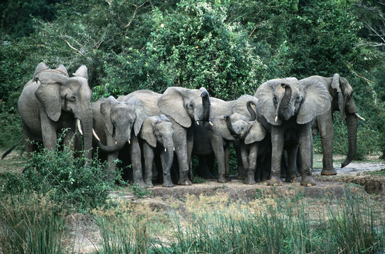 Elefanten-Herde in Murchison-Falls-Nationalpark, Uganda