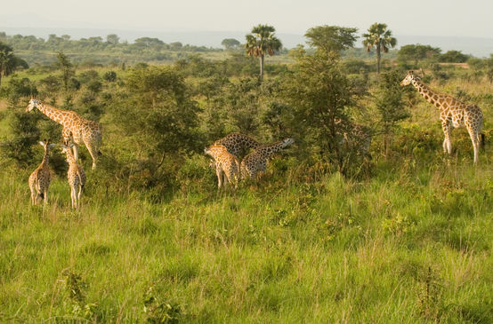 Giraffe in Murchison-Falls-Nationalpark, Uganda