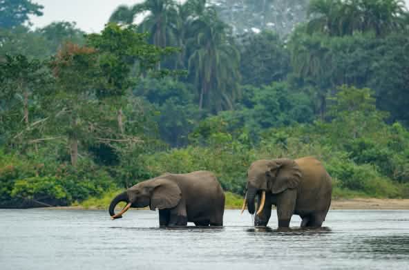 Waldelefanten im Wasser