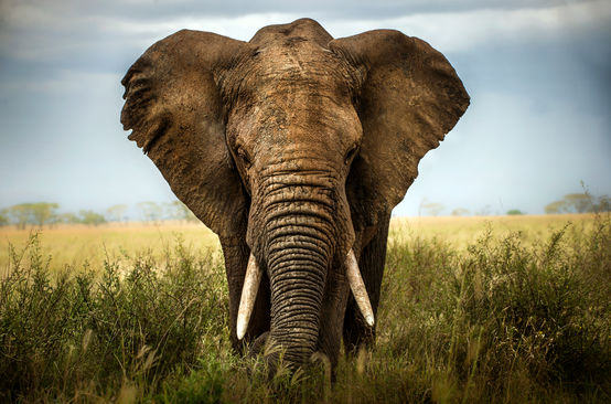 Elefant in der Savanne