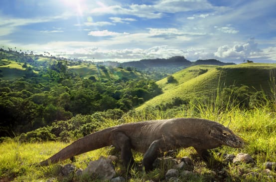 Komodowaran