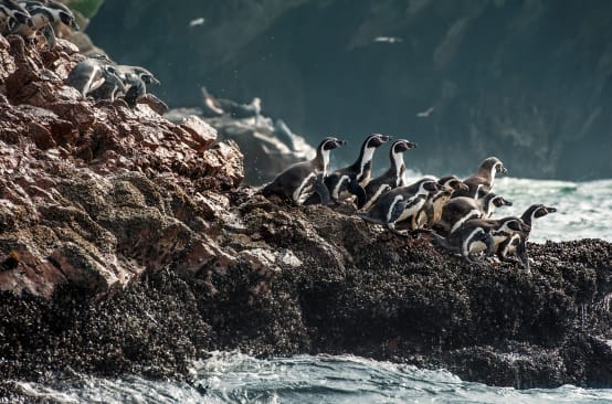Eine Gruppe von Humboldtpinguine Klettern auf den Felsen zu Wasser