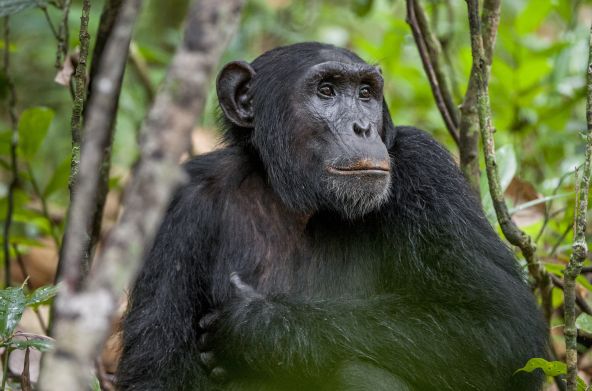 Uganda, Schimpanse