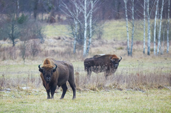 Wisent im Bialowieza-Wald in Polen