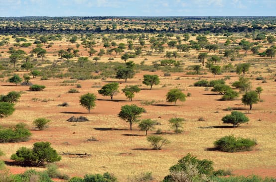 Busch-Landschaft in Namibia