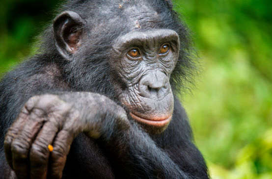 Bonobo
