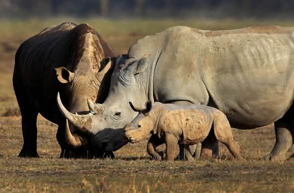 2 Spitzmaulnashorn-Erwachsene mit einem Jungen