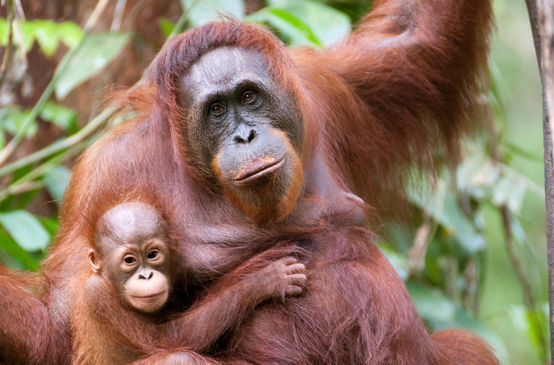 Orang-Utan mit Baby