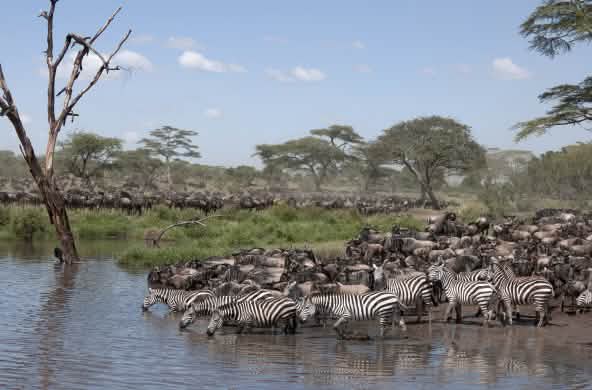 Zebras und Gnu in die Serengeti Nationalpark, Tansania
