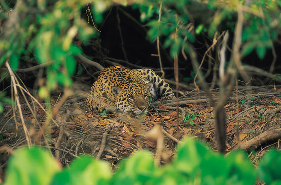 Jaguar im Cerrado, Brasilien