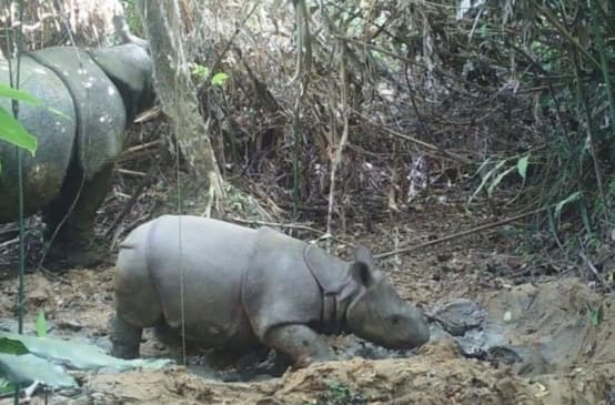 Nashorn-Baby und Mutter