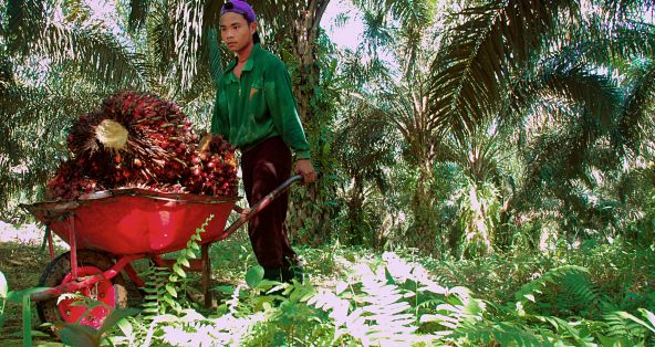 Ein Teenager schiebt eine Schubkarre voll Palmölfrüchte auf einer Plantage