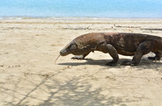 ein Komodowaran läuft über Sand