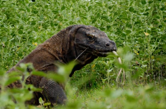 Komodowaran von nah