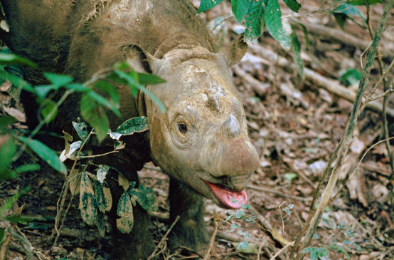 Sumatra-Nashorn