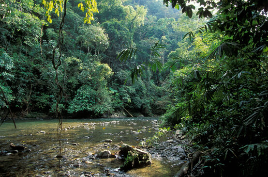 Regenwald im Gunung Leuser Nationalpark