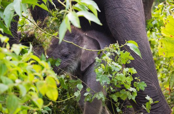 Waldelefanten sind im Leuser Ökosystem daheim