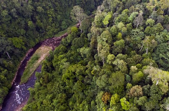 Ein Fluß im Leuser Ökosystem