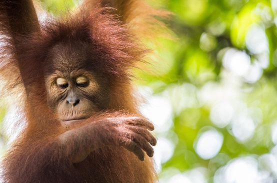 Sumatra-Orang-Utan (Pongo abelii)