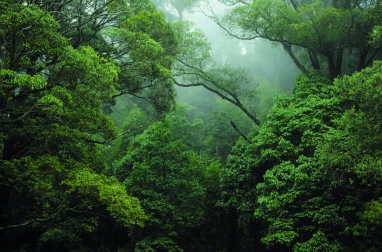 Regenwald im Kongo