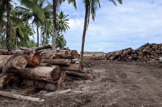 Holz unter Palmen