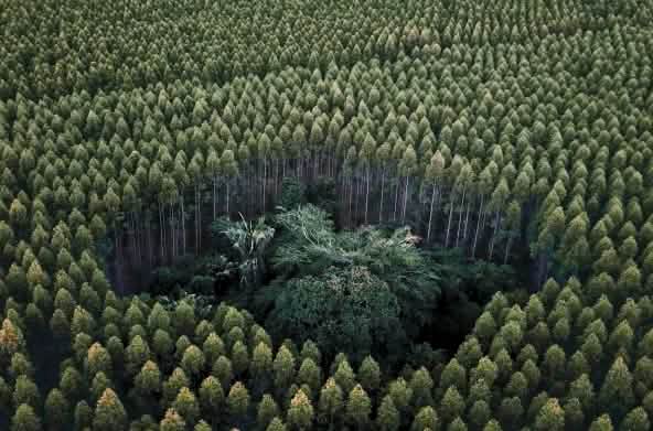 Eukalyptus erstickt Regenwald