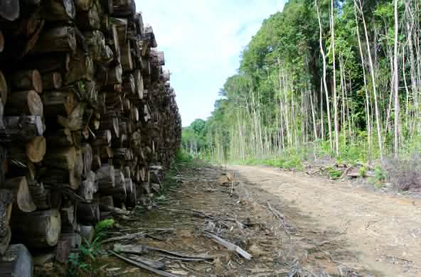 Abholzung auf Borneo